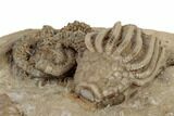 Fossil Starfish (Onychaster) & Crinoid - Crawfordsville, Indiana #188698-3